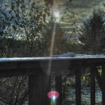 Sun shining through the trees
