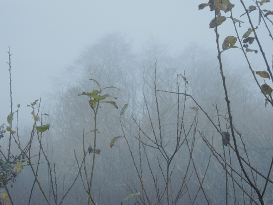 Trees in The Fog