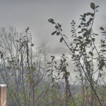 Foggy Morning