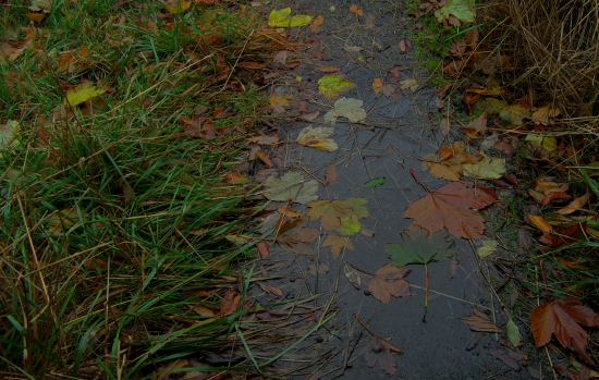 HDR Leaves