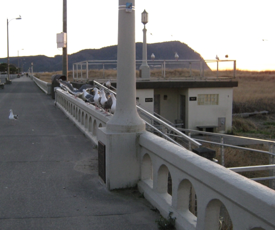 Seagulls on the promenade