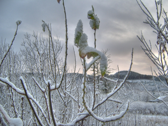 Branch covered in snow