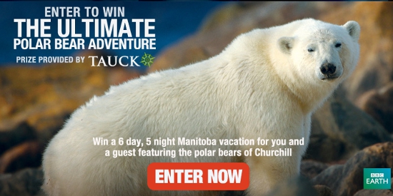 BBC Polar Bear Sweepstakes