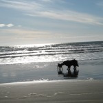 Happy dogs on the beach!