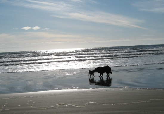 Happy dogs on the beach!