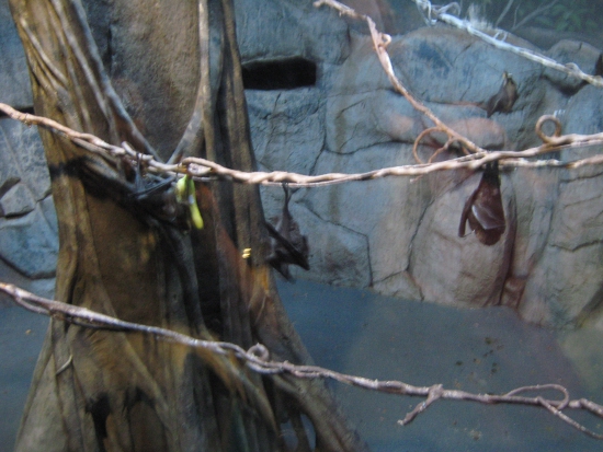 Bats at the Oregon Zoo
