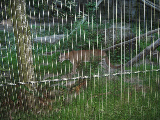 Cougar at the zoo