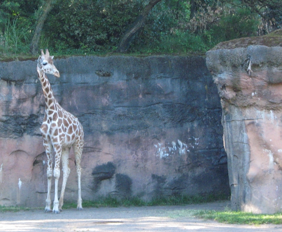 Giraffe at the zoo