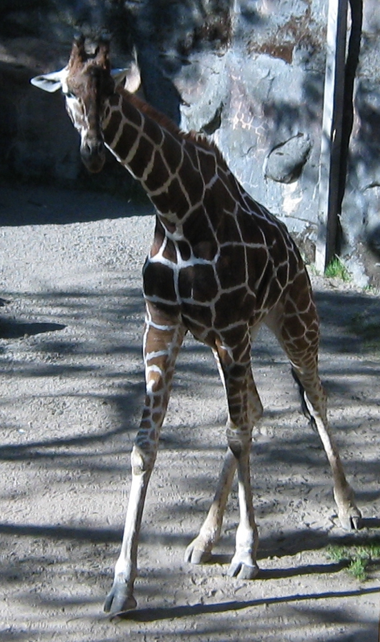 Giraffe!