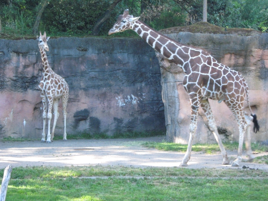 Giraffes