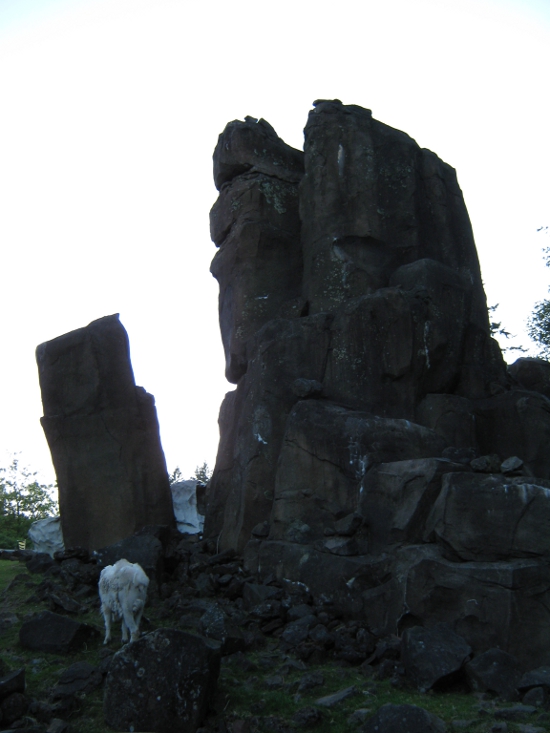 Mountain goats