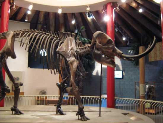 Mastadon skeleton