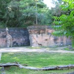 Giraffe at the Oregon Zoo