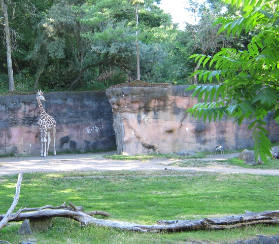 Giraffe at the Oregon Zoo