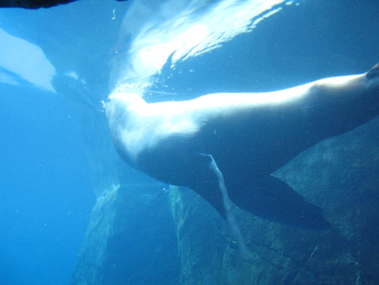 Sea Lion swimming