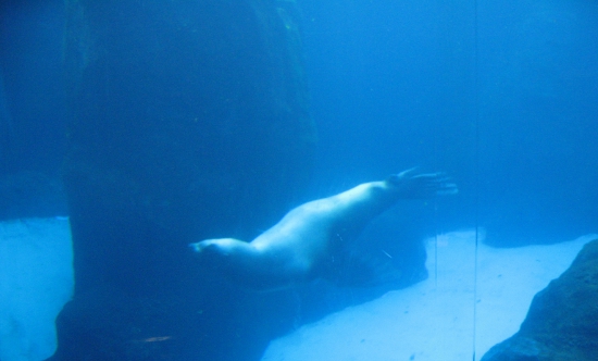 Sea Lion