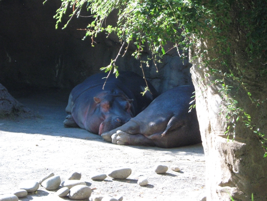 Sleepy hippos