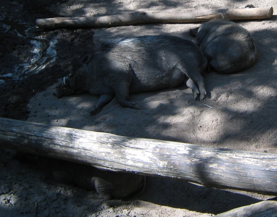 Sleepy wild pigs