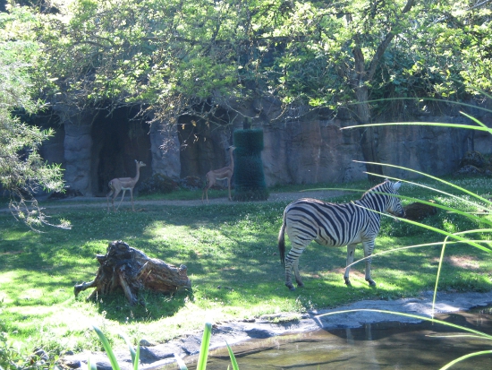 Zebra & gazelles
