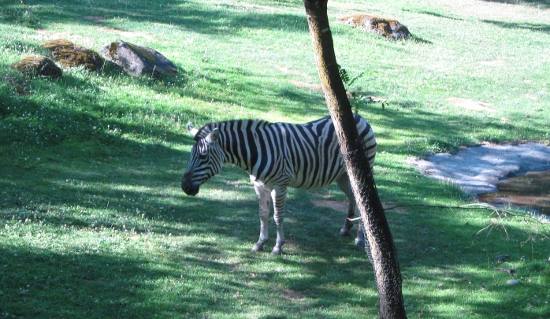 Zebra