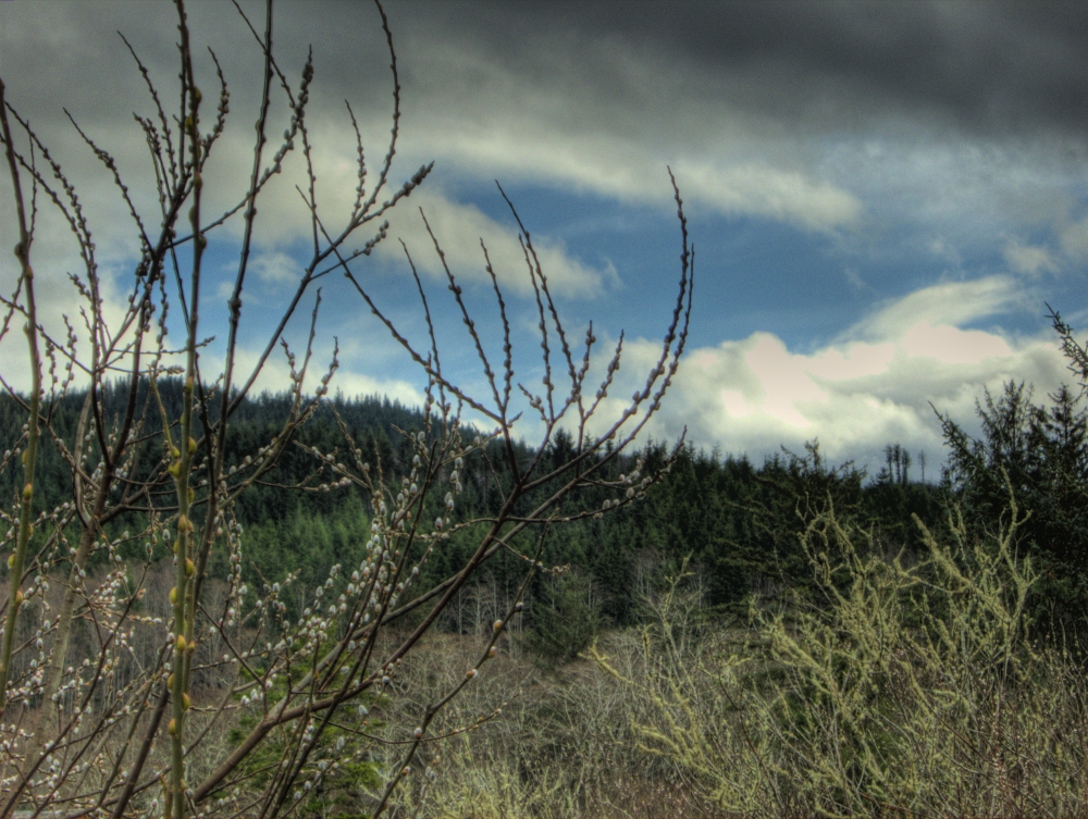 Wordless Wednesday – An HDR View From My Backyard
