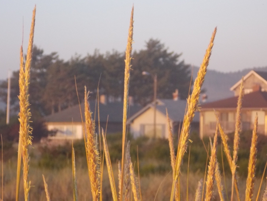 Beach grass