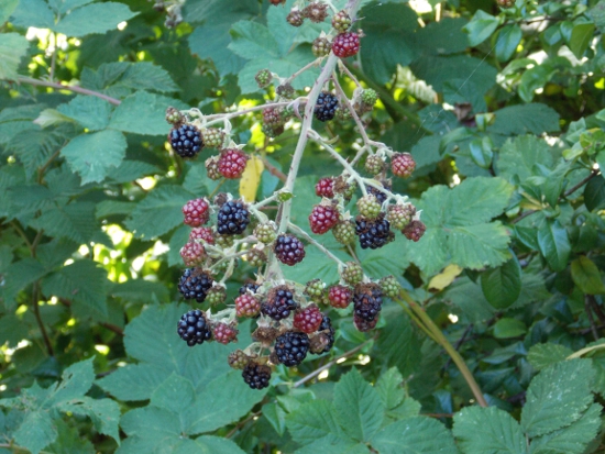 Blackberries