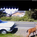 Deer!