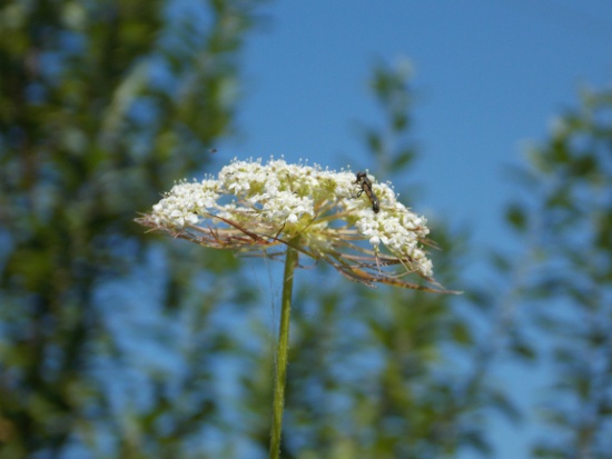 Bug sits on a flower in my back yard