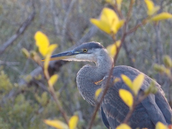 Great Blue Heron