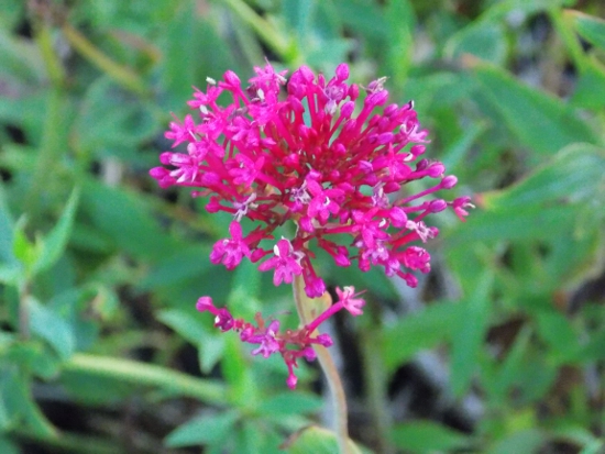 Pink flower photographed by the beach in Seaside