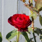 Summer rose, photographed in Milwaukie