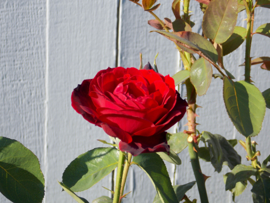 Summer rose, photographed in Milwaukie