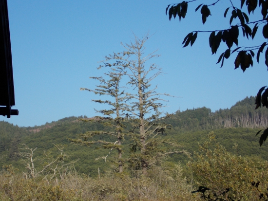 Tree, shot with partial zoom