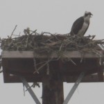 Osprey Nest
