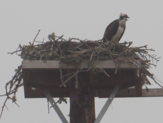 Wordless Wednesday: Osprey Nest at Broadway Park