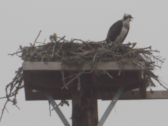 Osprey Nest