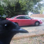 Caught on camera!
