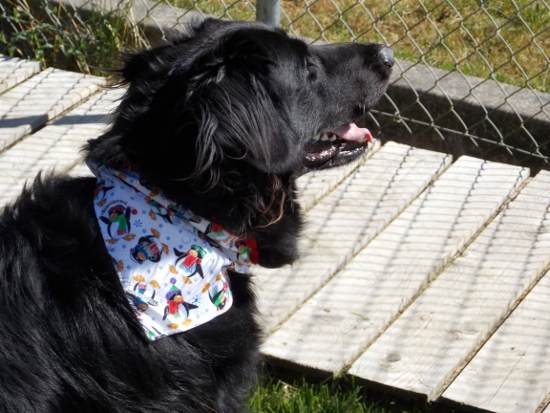 Christmas Cheer Dog Bandana Review