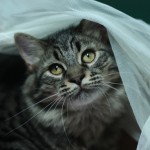Cute cat