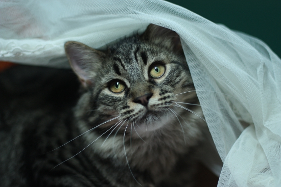 Fresh Air Cat Litter Giveaway – Ends 11/22