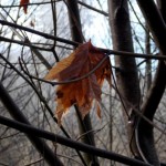 Leaf