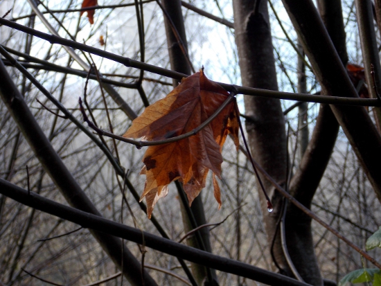 Wordless Wednesday: Last Days of Autumn