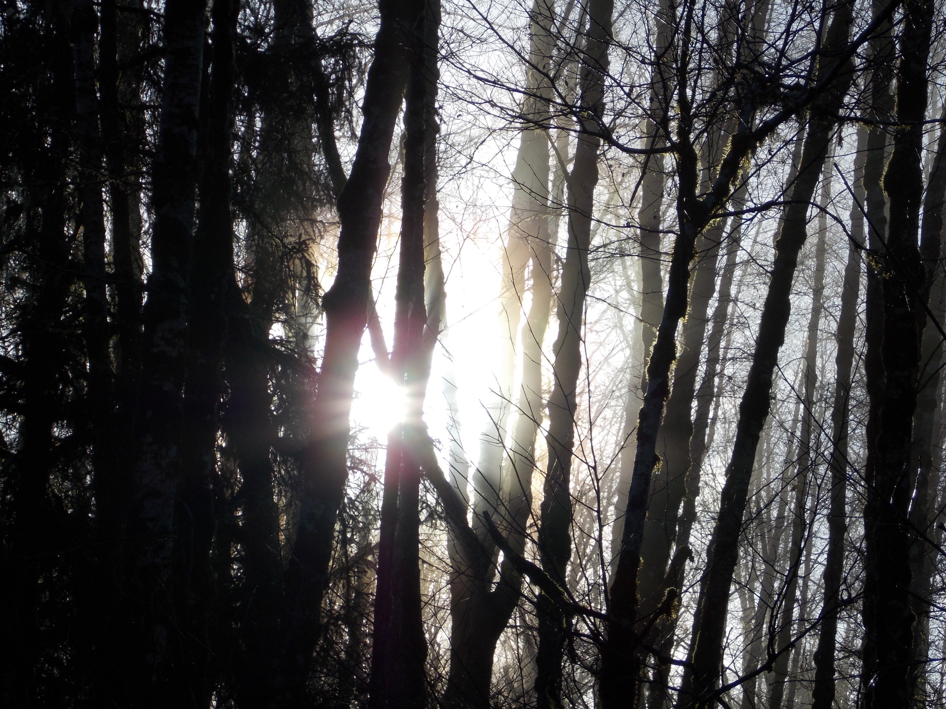 Wordless Wednesday: Sunlight Through The Trees