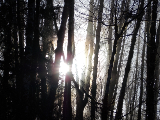 Sunlight through the trees