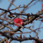 First sign of spring