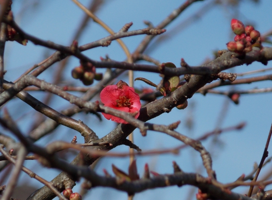 First sign of spring