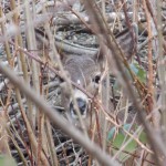 Hidden deer