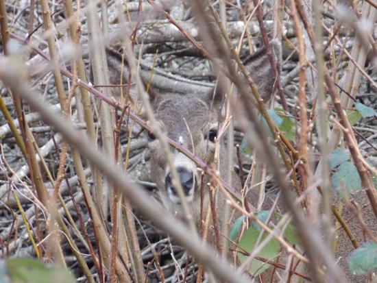 Wordless Wednesday: Can You Spot The Deer?