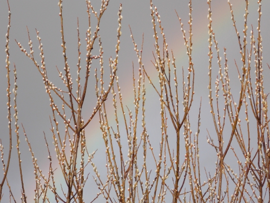 Rainbow peeking through tree branches